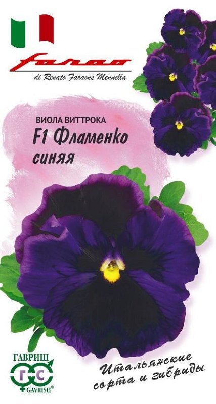 Фламенко Фиалка Фото